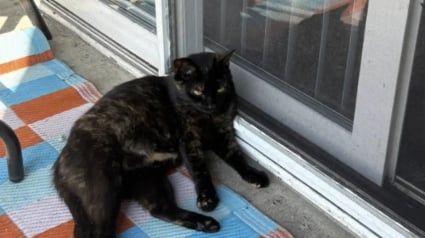 Illustration : Un couple bienveillant offre l'hospitalité à une chatte errante qui leur réserve une surprise après s'être éclipsée pendant des jours