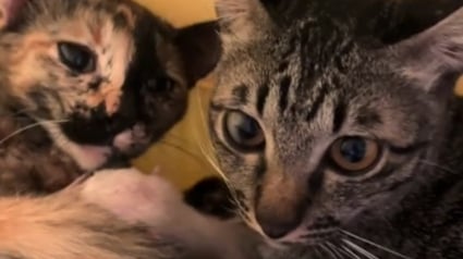 Illustration : "Depuis le jour où je les ai rencontrés, ils ont toujours été ensemble", ces ex-chats errants découvrent la parentalité dans un foyer aimant 