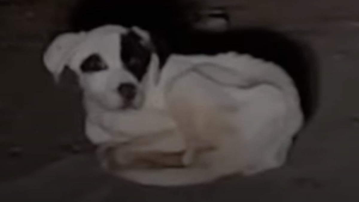 Illustration : "Un homme découvre un chien maigre sur la route en pleine nuit et parcourt des centaines de kilomètres pour le mettre en sécurité (vidéo)"