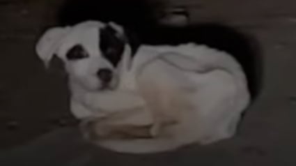 Illustration : Un homme découvre un chien maigre sur la route en pleine nuit et parcourt des centaines de kilomètres pour le mettre en sécurité (vidéo)