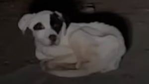 Illustration : Un homme découvre un chien maigre sur la route en pleine nuit et parcourt des centaines de kilomètres pour le mettre en sécurité (vidéo)