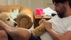 Illustration : "L'attitude émouvante d'un chien regardant sa peluche préférée se faire 