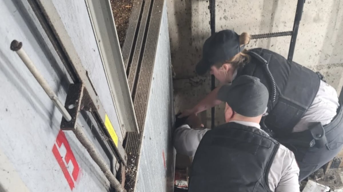 Illustration : "Habitants et sauveteurs professionnels font tout leur possible pour sauver un chat maigre coincé dans une cage d'ascenseur"