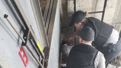 Illustration : Habitants et sauveteurs professionnels font tout leur possible pour sauver un chat maigre coincé dans une cage d'ascenseur