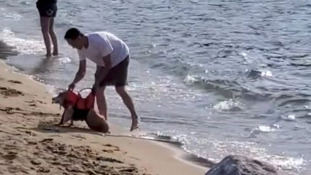 Illustration : "« Il mérite ce qu'il y a de mieux », un maître attentionné offre à son chien handicapé une journée inoubliable à la plage (vidéo)"
