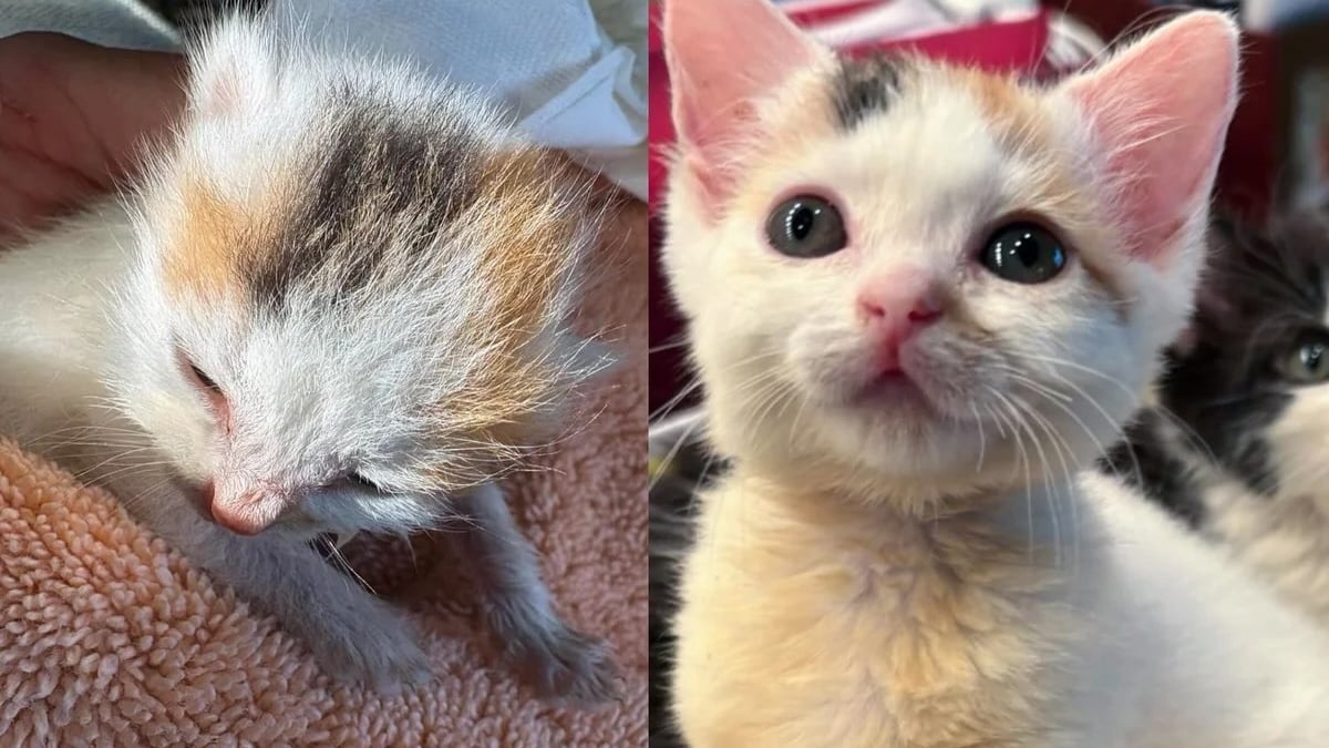Illustration : "Trop maigre pour son âge et rejeté par sa mère, ce chaton déterminé à vivre déjoue les pronostics (vidéo)"