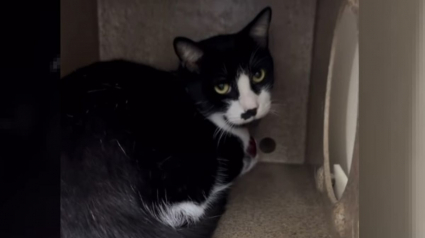 Illustration : Abandonné pour une raison totalement absurde, ce chat parvient à surmonter son traumatisme et trouve sa famille pour la vie (vidéo)