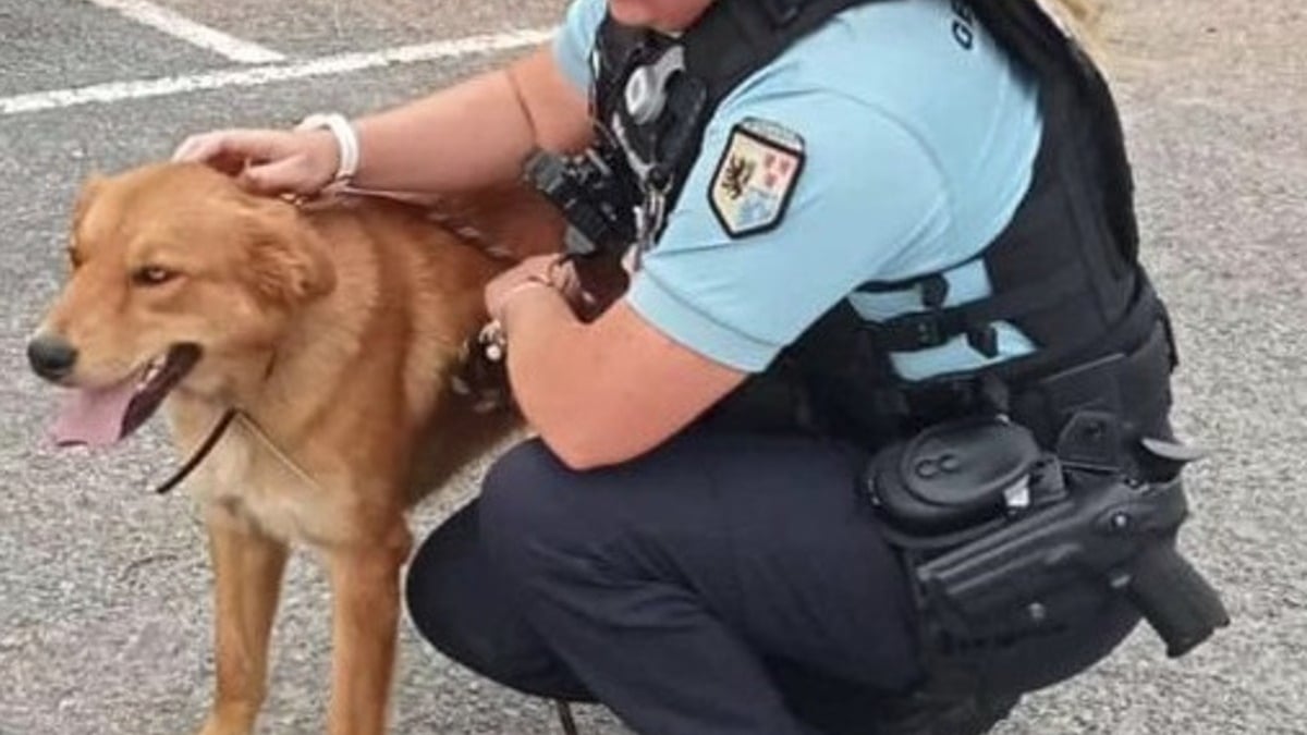 Illustration : "Ils enferment leur chien dans une camionnette et partent en mer, les gendarmes interviennent in extremis"