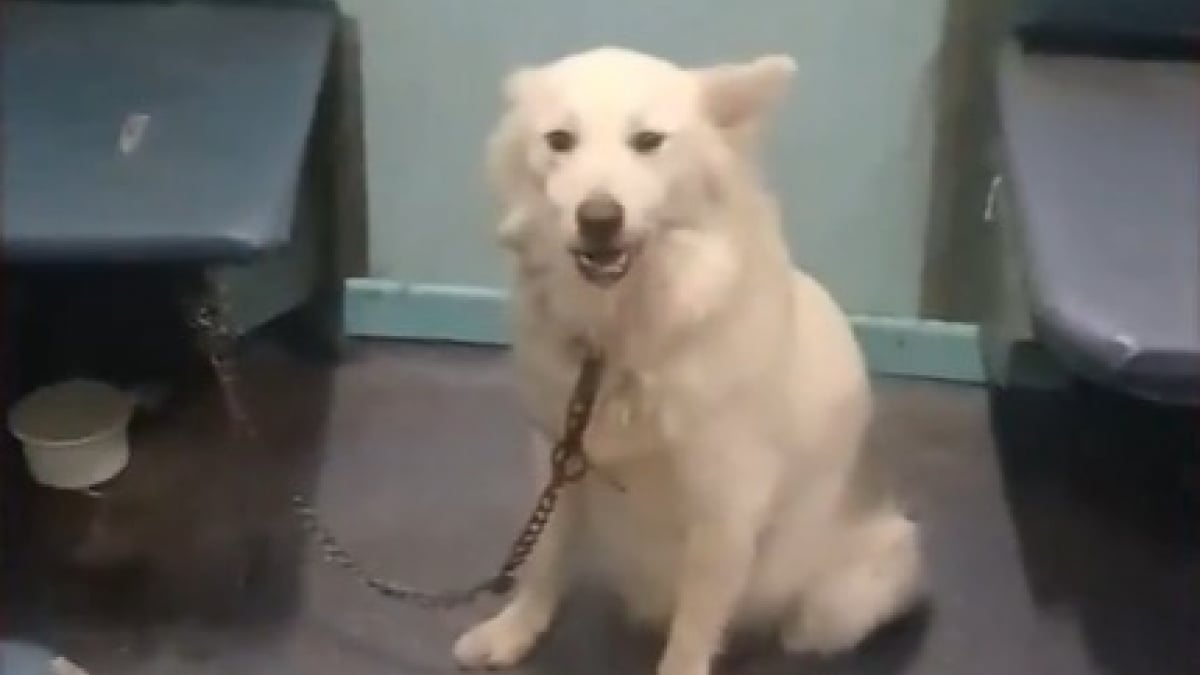 Illustration : "Abandonné dans un train et pris de panique, ce chien retrouve la sérénité auprès de ses bienfaiteurs (vidéo)"