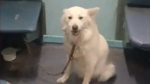 Illustration : Abandonné dans un train et pris de panique, ce chien retrouve la sérénité auprès de ses bienfaiteurs (vidéo)