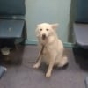 Illustration : Abandonné dans un train et pris de panique, ce chien retrouve la sérénité auprès de ses bienfaiteurs (vidéo)