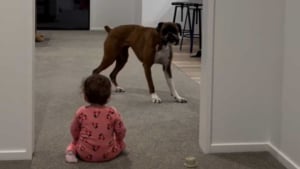 Illustration : "« Le meilleur son du monde », ce bébé rit aux éclats dès lors qu’il voit son compagnon canin courir à travers le salon (vidéo)"