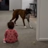 Illustration : « Le meilleur son du monde », ce bébé rit aux éclats dès lors qu’il voit son compagnon canin courir à travers le salon (vidéo)