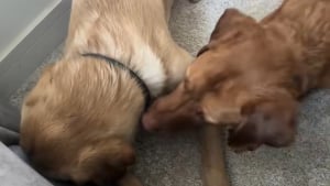 Illustration : "Une chienne au grand coeur réconforte son nouveau frère canin marqué par sa vie en refuge (vidéo)"