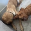 Illustration : Une chienne au grand coeur réconforte son nouveau frère canin marqué par sa vie en refuge (vidéo)