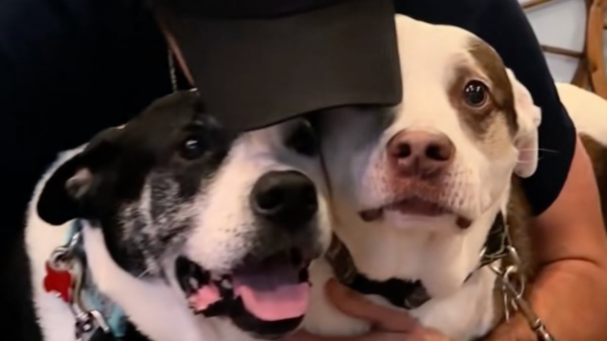Illustration : "Défendus avec courage par leur propriétaire qui a perdu la vie, ces 2 chiens renouent avec l'amour et l'espoir (vidéo)"