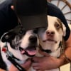 Illustration : Défendus avec courage par leur propriétaire qui a perdu la vie, ces 2 chiens renouent avec l'amour et l'espoir (vidéo)
