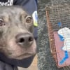 Illustration : "Incapable de lui donner la vie qu'il mérite", il abandonne son chien qui rebondit auprès d'une auxiliaire vétérinaire