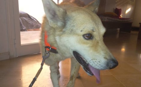 Chassé dans la rue et atteint d'une balle, ce chien découvre la sécurité auprès de sa sauveteuse (vidéo)