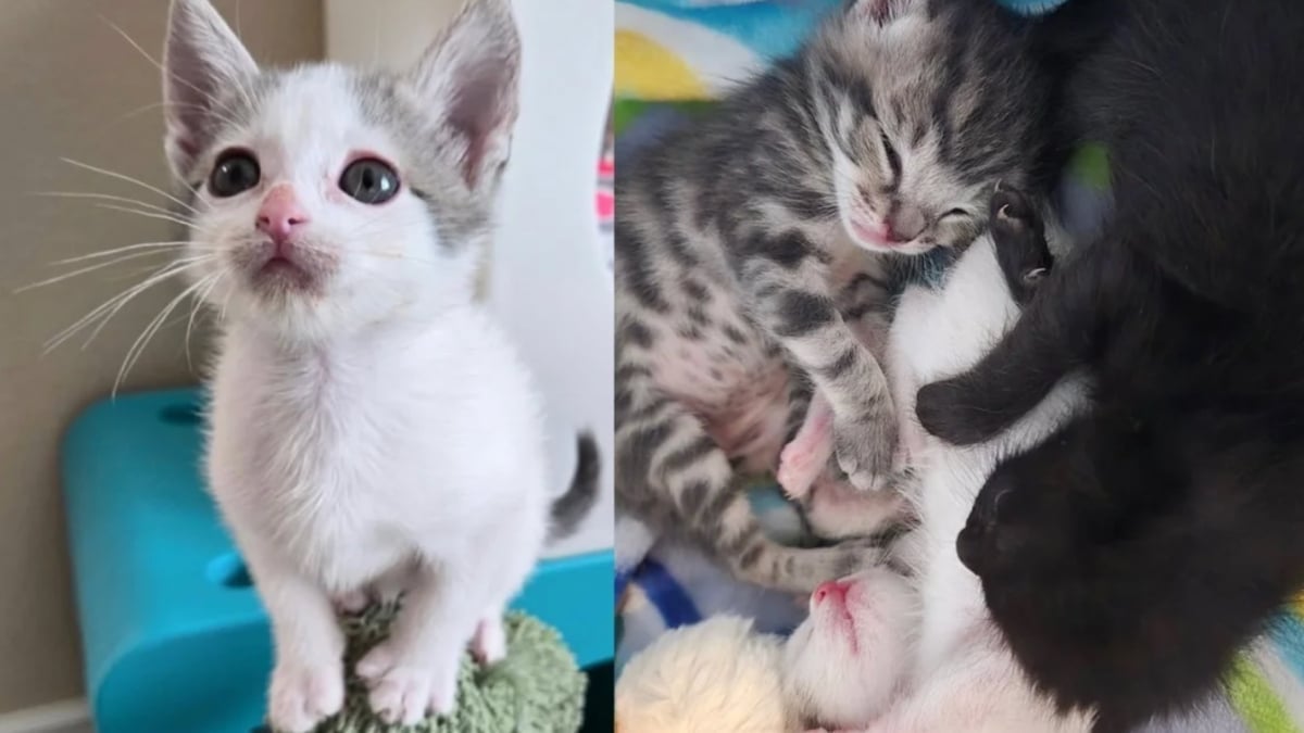 Illustration : "Laissés dans une boîte devant la porte d’une bénévole, ces chatons se battent pour prendre du poids et découvrir le bel avenir qui leur est réservé"
