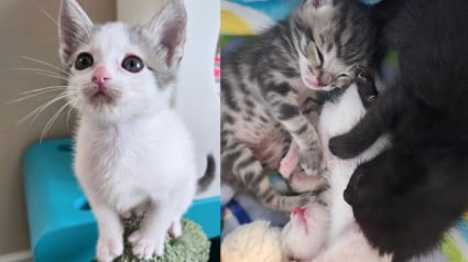 Illustration : Laissés dans une boîte devant la porte d’une bénévole, ces chatons se battent pour prendre du poids et découvrir le bel avenir qui leur est réservé