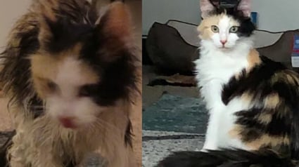 Illustration : Découverte trempée et affamée dans une gouttière, une chatte errante renaît grâce à un inconnu au grand cœur