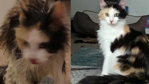 Illustration : "Découverte trempée et affamée dans une gouttière, une chatte errante renaît grâce à un inconnu au grand cœur"