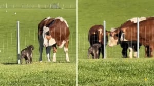 Illustration : "« Elle veut être la meilleure amie de tout le monde », cette chienne ne raterait son rendez-vous avec les vaches pour rien au monde (vidéo)"