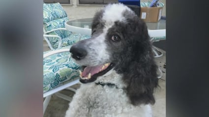 Illustration : Pour son travail exemplaire auprès de la police, ce chien de thérapie est en passe de remporter un prestigieux concours canin