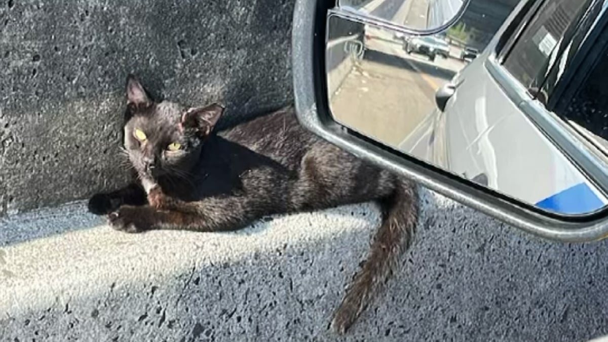 Illustration : "Blessé et coincé au milieu d’une autoroute, ce chat doit son salut à l’intervention courageuse d’un agent de police (vidéo)"