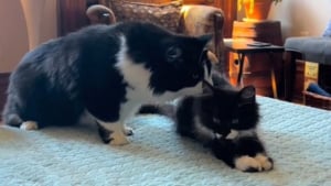 Illustration : "Le moment drôle et attendrissant où une chatte rencontre son nouveau petit frère qui lui ressemble comme 2 gouttes d'eau (vidéo)"