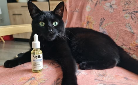 Avis Stylla Hydration pour chats : notre test sur ce complément alimentaire qui encourage nos petits félins à boire plus d’eau