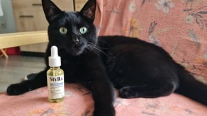 Illustration : Avis Stylla Hydration pour chats : notre test sur ce complément alimentaire qui encourage nos petits félins à boire plus d’eau