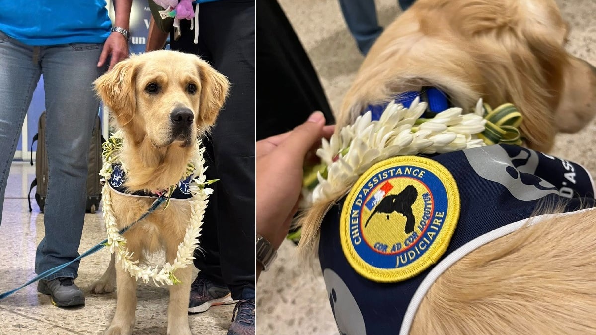Illustration : "Le premier chien d’assistance judiciaire en Outre-Mer arrive en Polynésie pour apaiser les victimes et les aider à s'exprimer"