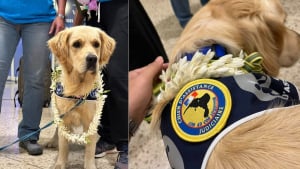 Illustration : "Le premier chien d’assistance judiciaire en Outre-Mer arrive en Polynésie pour apaiser les victimes et les aider à s'exprimer"