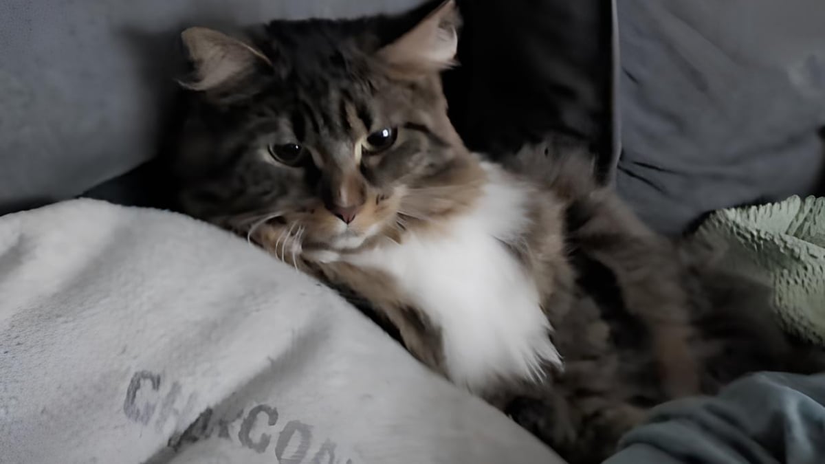Illustration : "Quand les chiens rentrent du toilettage, le chat découvre leur nouveau look et sa réaction est sans appel (vidéo)"