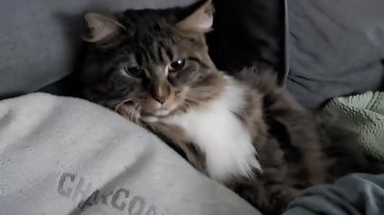 Illustration : Quand les chiens rentrent du toilettage, le chat découvre leur nouveau look et sa réaction est sans appel (vidéo)