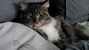 Illustration : "Quand les chiens rentrent du toilettage, le chat découvre leur nouveau look et sa réaction est sans appel (vidéo)"