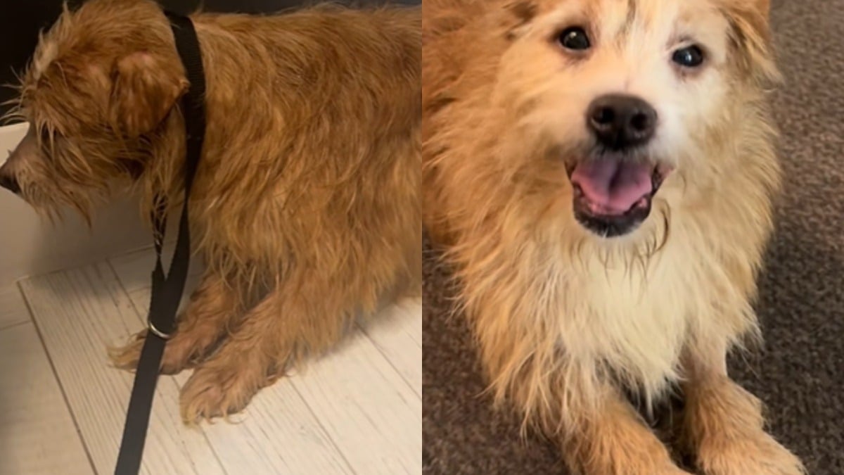 Illustration : "Trouvé en piteux état dans un foyer qui cumulait des centaines d'animaux, ce chien renaît grâce à l'amour (vidéo)"