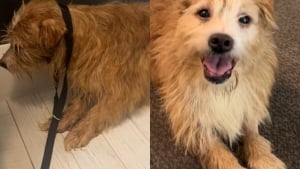 Illustration : "Trouvé en piteux état dans un foyer qui cumulait des centaines d'animaux, ce chien renaît grâce à l'amour (vidéo)"