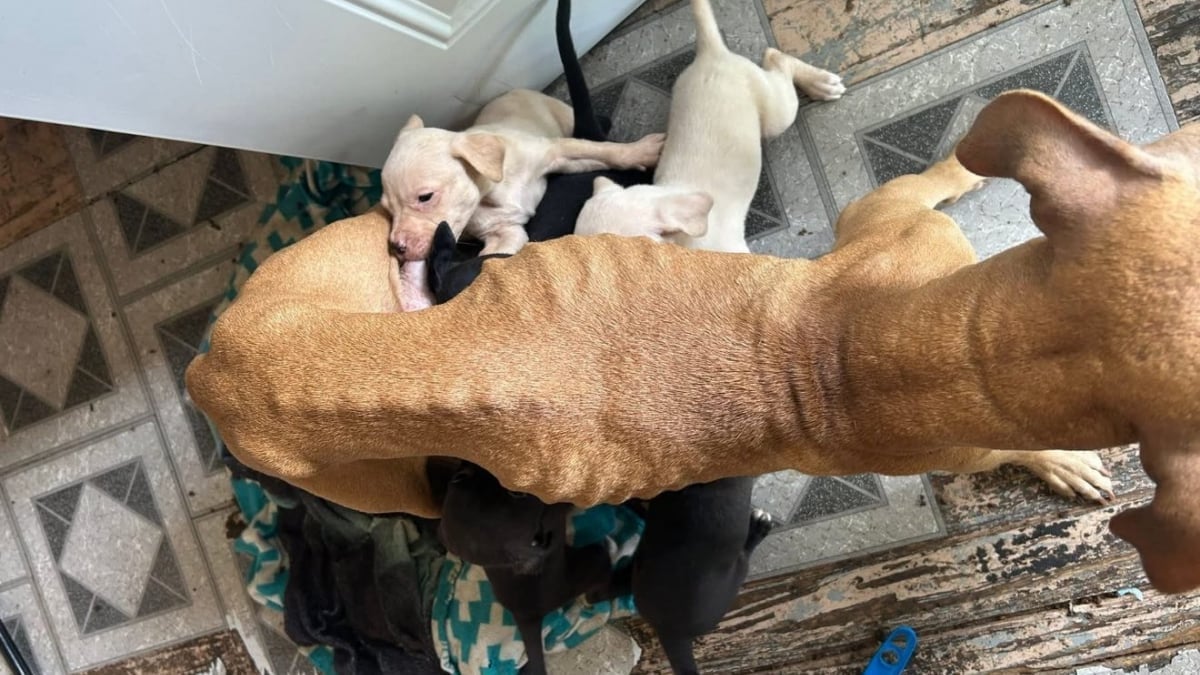 Illustration : "« C’est ça que le monde est devenu ? », une chienne, 7 chiots et une femme âgée sont sauvés d'une maison laissée en piteux état"