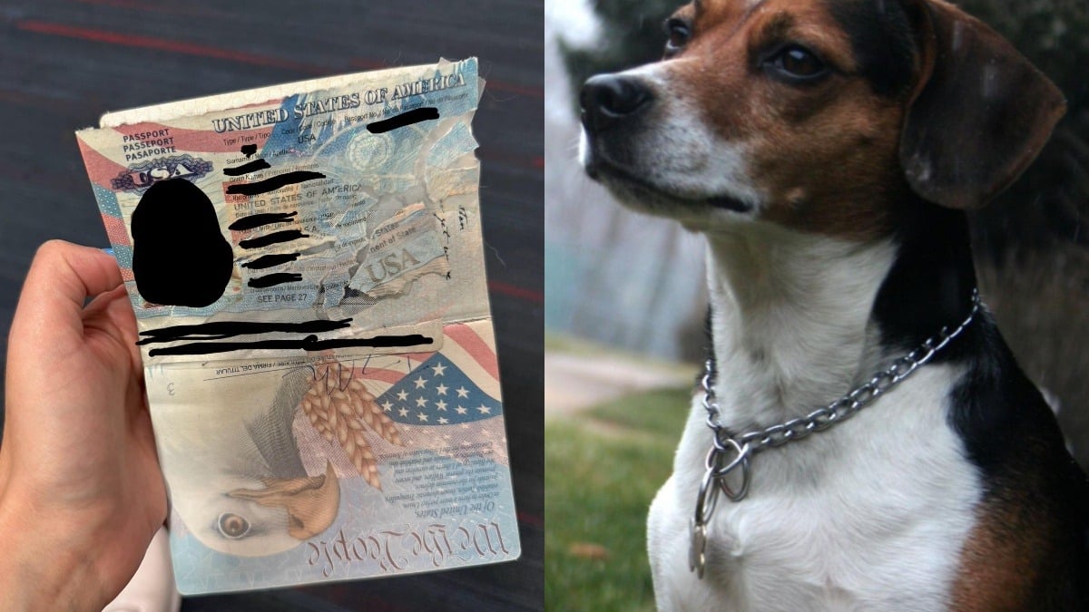 Illustration : "La course folle d’une famille dont le chien a détruit un passeport 12 heures avant son départ en vacances "