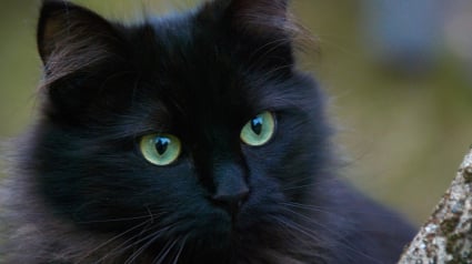 Illustration : Son chat disparaît pendant un concert, il le retrouve 265 km plus loin grâce aux réseaux sociaux et un boulanger