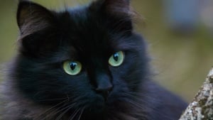 Illustration : "Son chat disparaît pendant un concert, il le retrouve 265 km plus loin grâce aux réseaux sociaux et un boulanger"