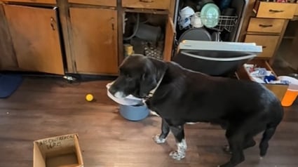 Illustration : Un bienfaiteur répare le coeur brisé d'un vieux chien abandonné et en fait le nouveau membre de sa famille (vidéo)