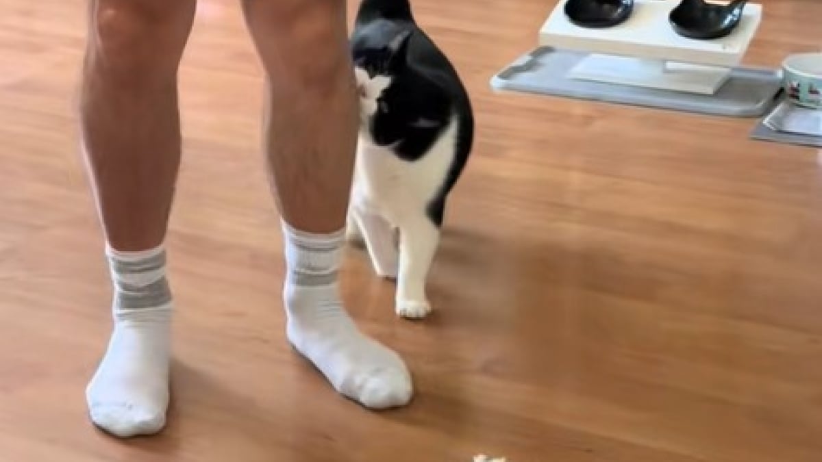 Illustration : "« Roi des attaques sournoises », ce chat s'amuse en effrayant ses humains (vidéo)"