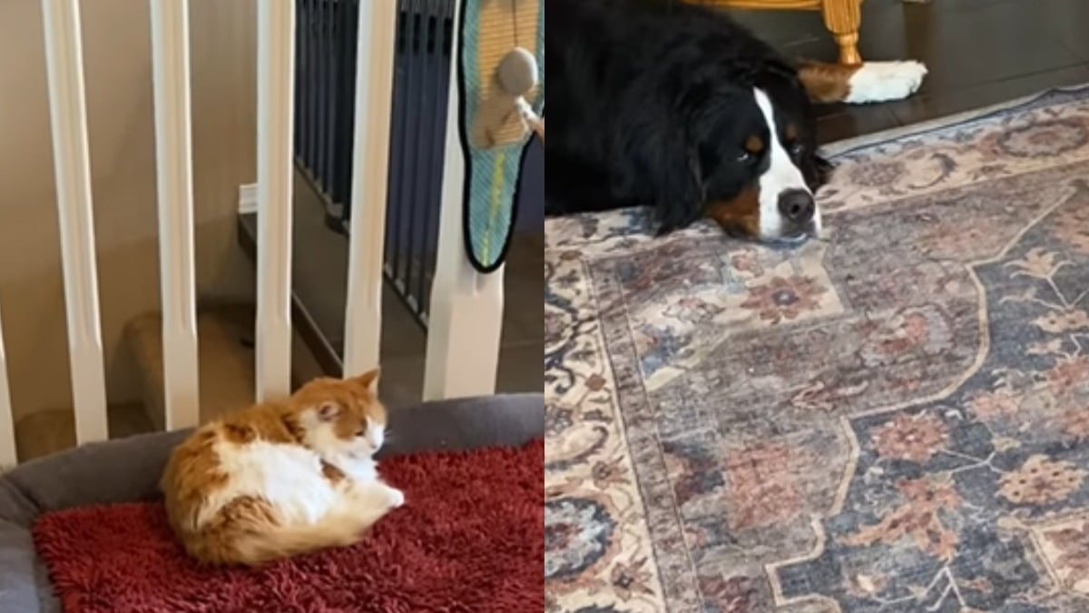 Illustration : "Loin de se laisser impressionner par les 3 chiens de sa maison, ce chat leur vole même leur panier (vidéo) "