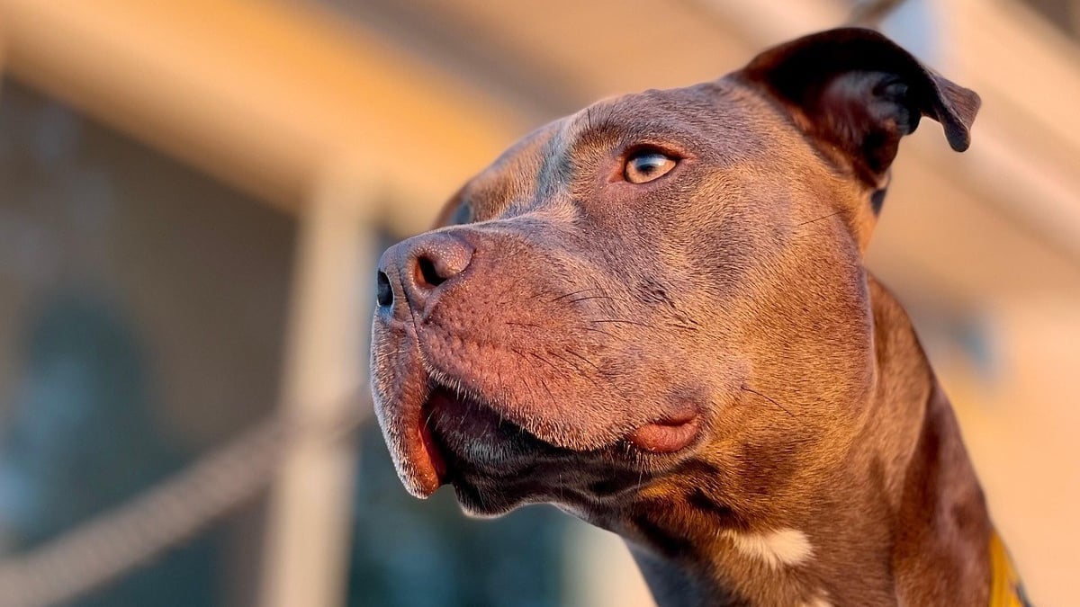 Illustration : "« Des asticots dans sa gamelle en guise de repas », un chien laissé en plein soleil sur un balcon découvre le mot « bienveillance »"