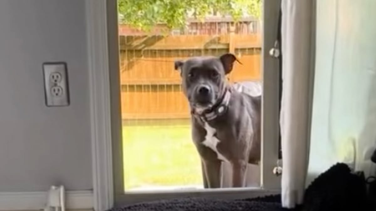 Illustration : "Après avoir passé près de 2 ans dans une cage sans avoir le droit d’accéder à la maison, cette chienne découvre la douceur de vivre en intérieur (vidéo)"