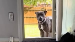 Illustration : "Après avoir passé près de 2 ans dans une cage sans avoir le droit d’accéder à la maison, cette chienne découvre la douceur de vivre en intérieur (vidéo)"